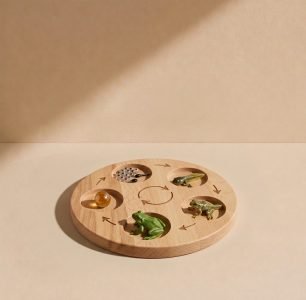 Frog growth cycle